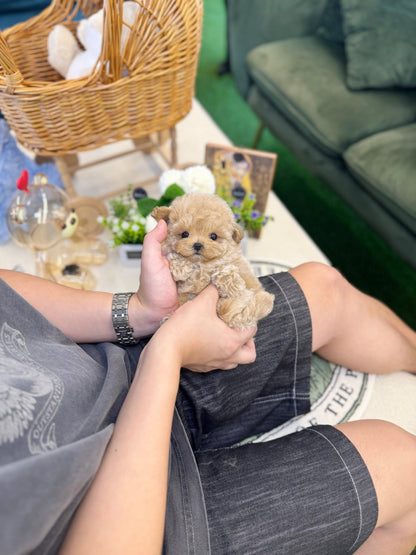 Maltipoo - Daon(Male) - Beautiful puppy teacup puppy with adorable features available for adoption from Velydog