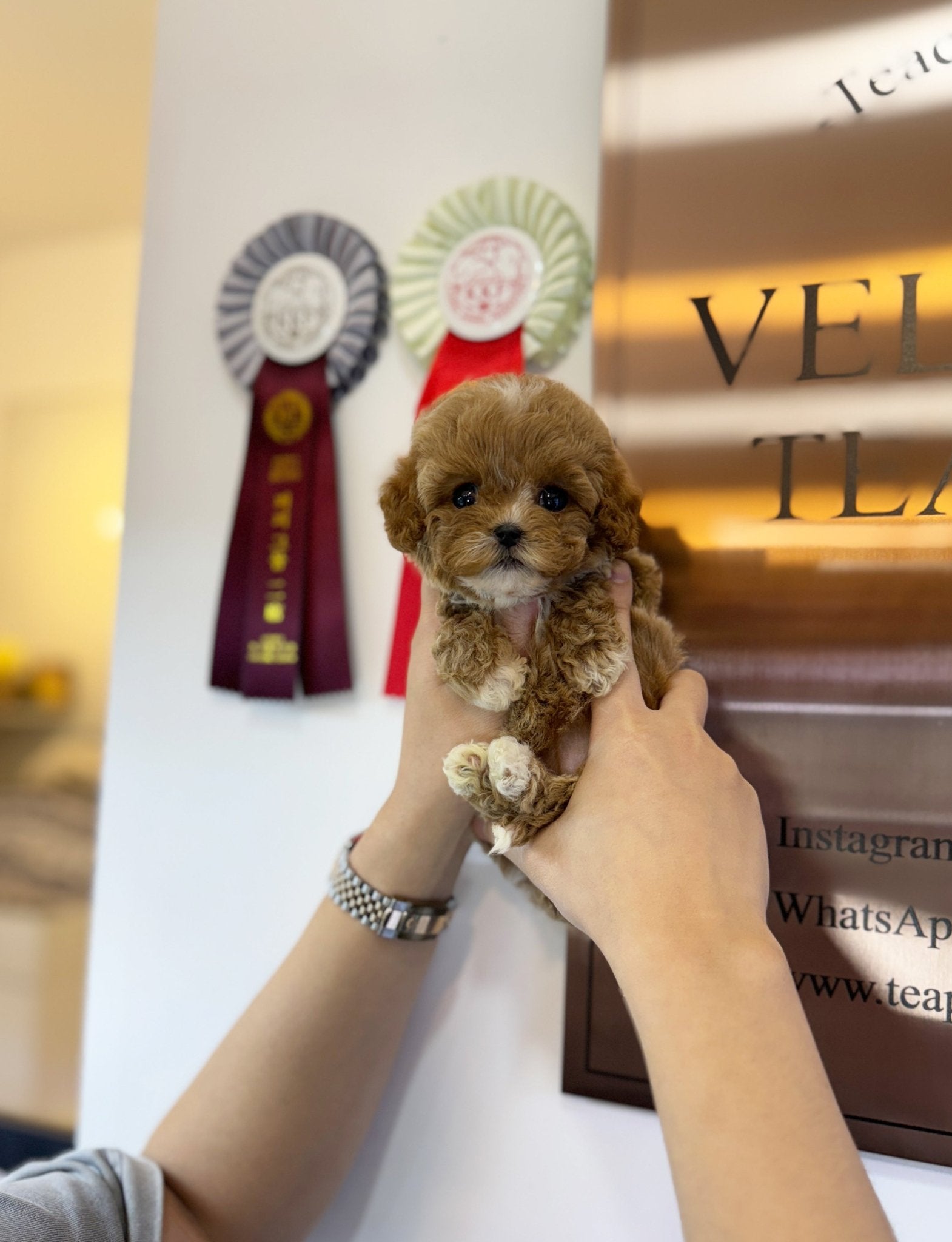 Maltipoo - Dara(Female) - Beautiful puppy teacup puppy with adorable features available for adoption from Velydog