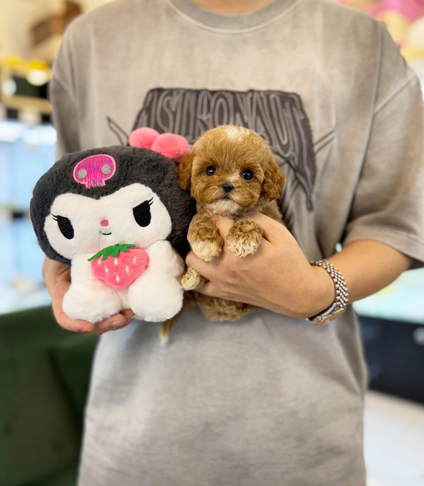 Maltipoo - Dara(Female) - Beautiful puppy teacup puppy with adorable features available for adoption from Velydog