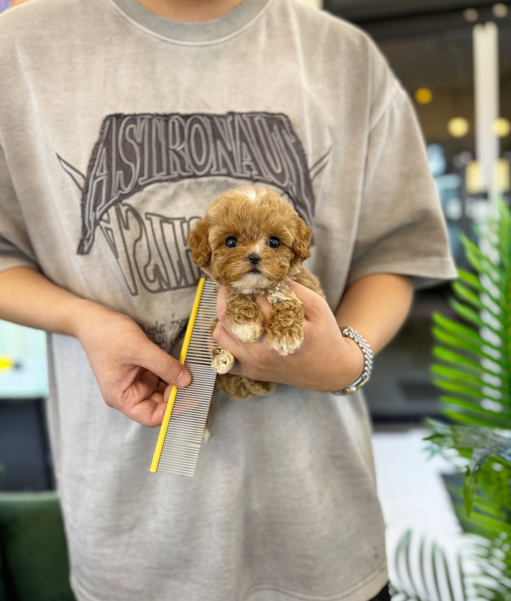 Maltipoo - Dara(Female) - Beautiful puppy teacup puppy with adorable features available for adoption from Velydog