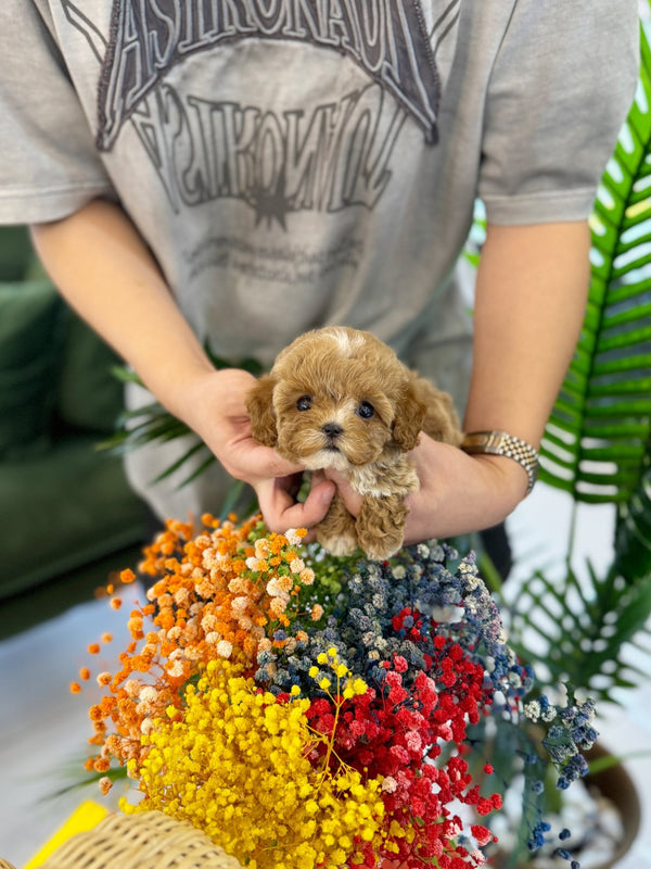 Maltipoo - Dara(Female) - Beautiful puppy teacup puppy with adorable features available for adoption from Velydog