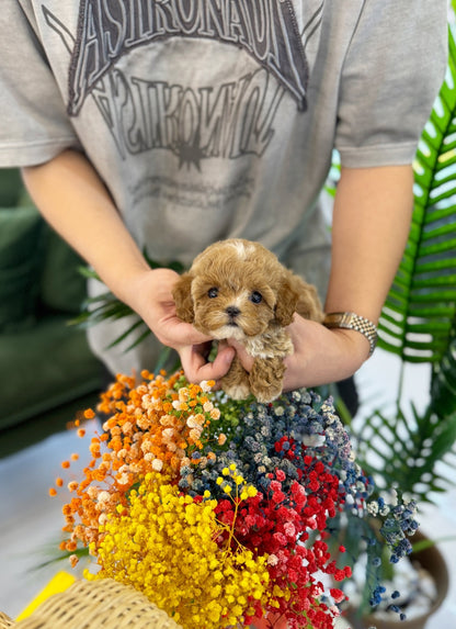 Maltipoo - Dara(Female) - Beautiful puppy teacup puppy with adorable features available for adoption from Velydog