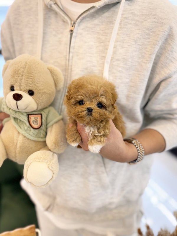 Maltipoo - Darling(Female) - Beautiful puppy teacup puppy with adorable features available for adoption from Velydog