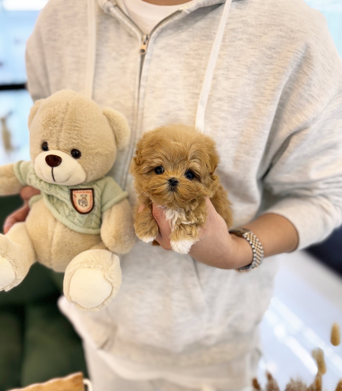 Maltipoo - Darling(Female) - Beautiful puppy teacup puppy with adorable features available for adoption from Velydog