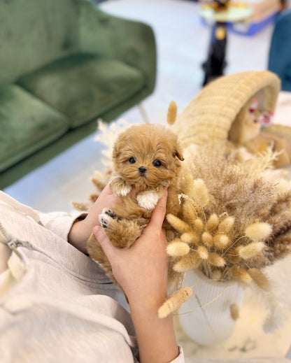 Maltipoo - Darling(Female) - Beautiful puppy teacup puppy with adorable features available for adoption from Velydog