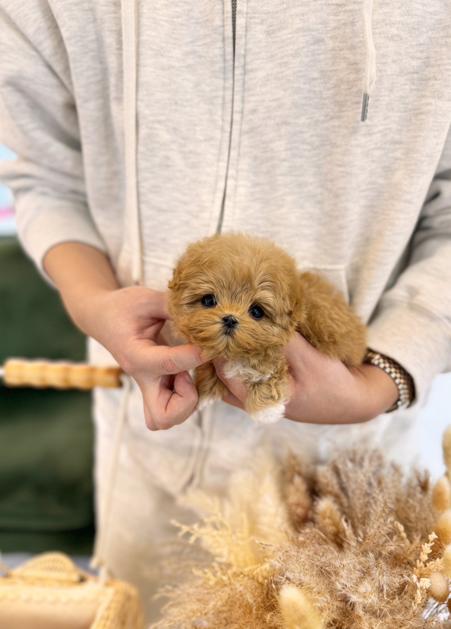 Maltipoo - Darling(Female) - Beautiful puppy teacup puppy with adorable features available for adoption from Velydog