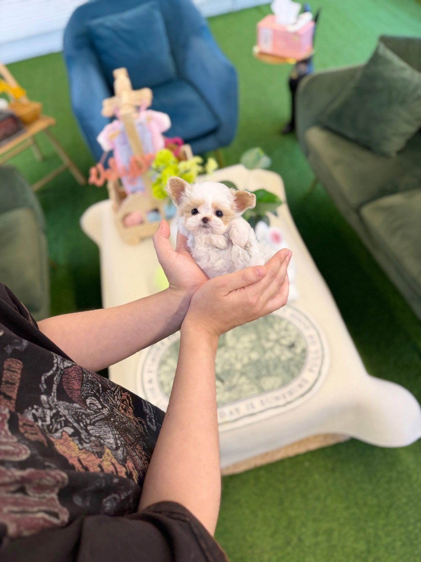 Maltipoo - Dean(Male) - Beautiful puppy teacup puppy with adorable features available for adoption from Velydog