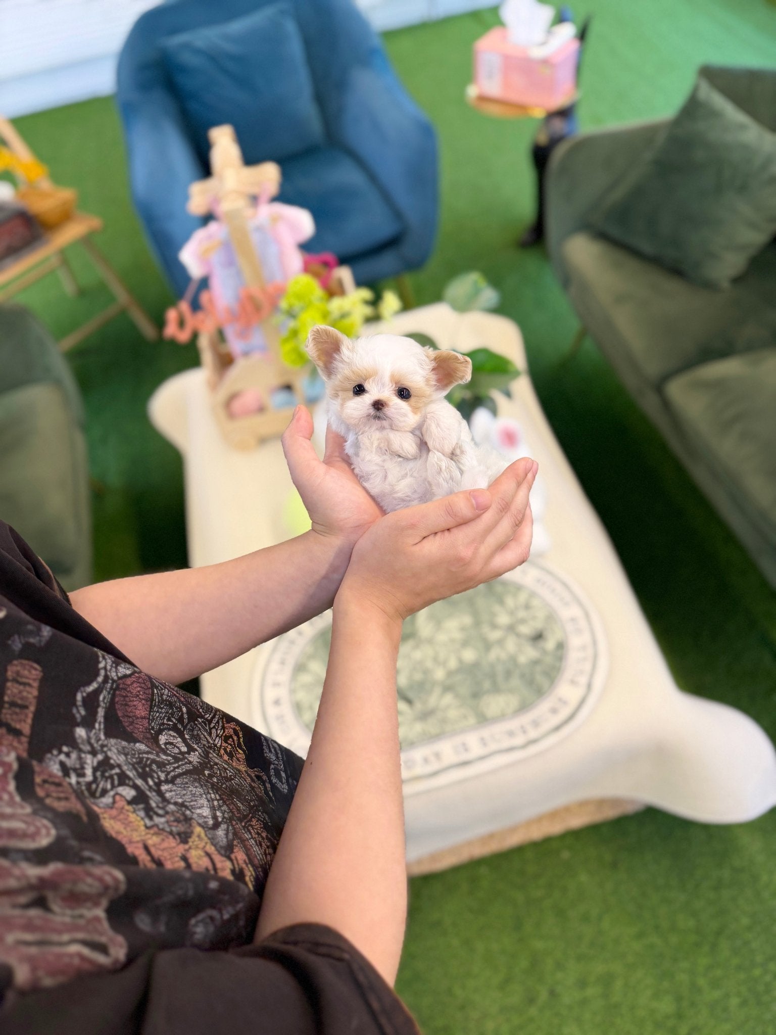 Maltipoo - Dean(Male) - Beautiful puppy teacup puppy with adorable features available for adoption from Velydog