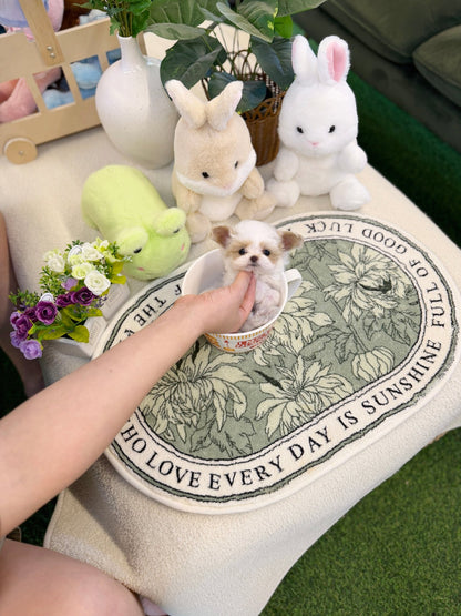 Maltipoo - Dean(Male) - Beautiful puppy teacup puppy with adorable features available for adoption from Velydog