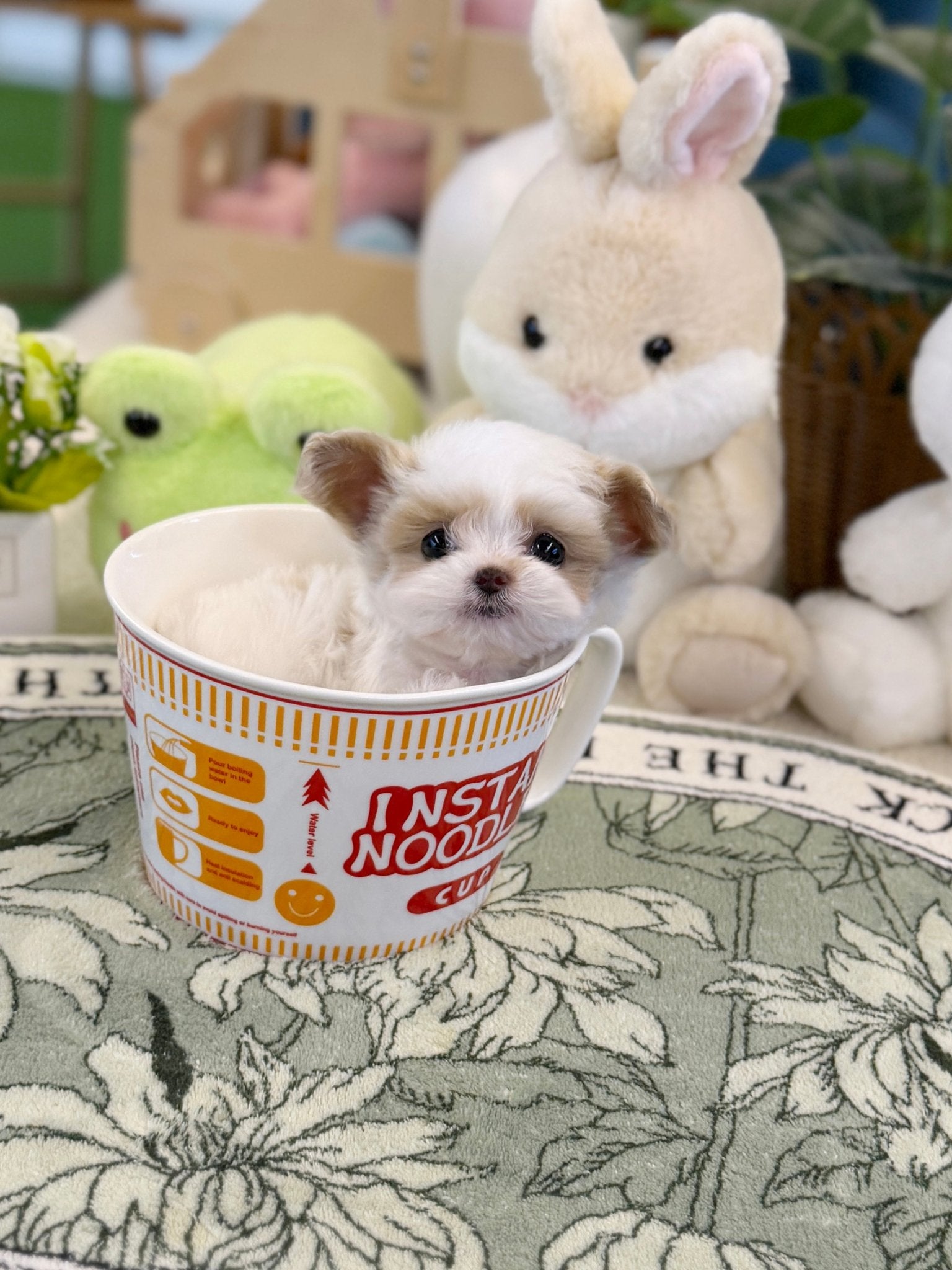 Maltipoo - Dean(Male) - Beautiful puppy teacup puppy with adorable features available for adoption from Velydog