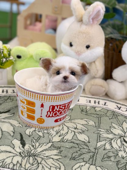 Maltipoo - Dean(Male) - Beautiful puppy teacup puppy with adorable features available for adoption from Velydog