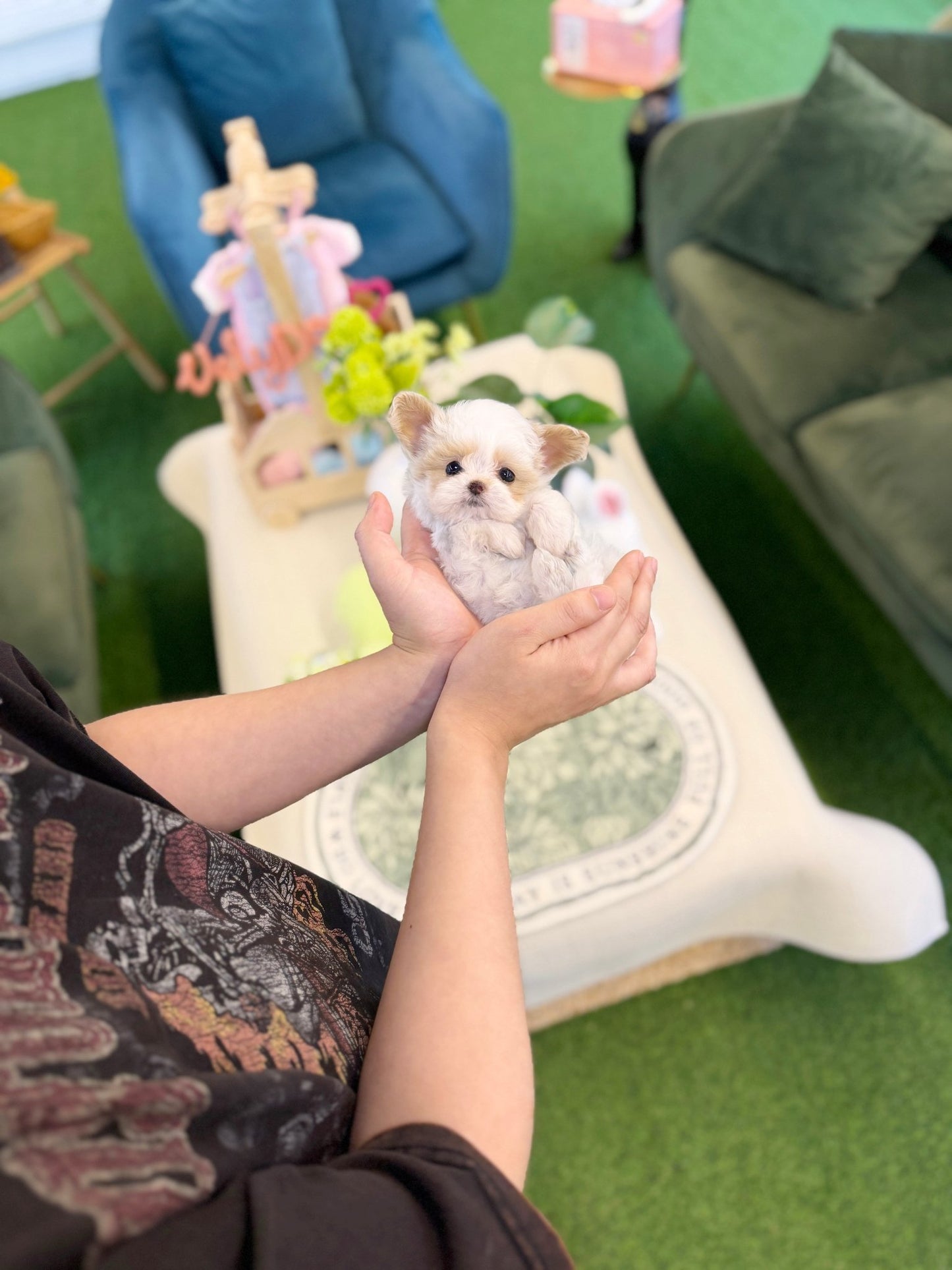 Maltipoo - Dean(Male) - Beautiful puppy teacup puppy with adorable features available for adoption from Velydog