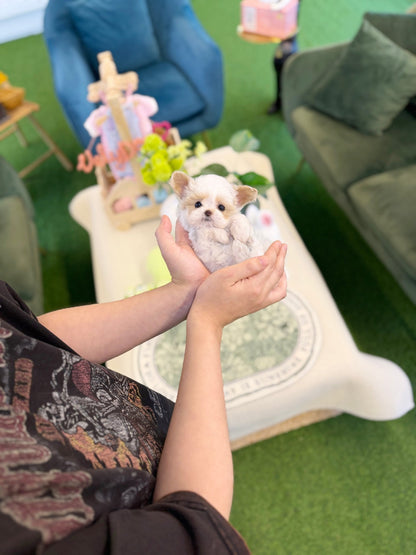 Maltipoo - Dean(Male) - Beautiful puppy teacup puppy with adorable features available for adoption from Velydog