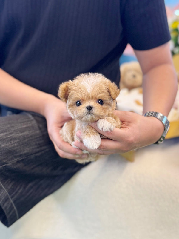 Maltipoo - Dede(Male) - Beautiful puppy teacup puppy with adorable features available for adoption from Velydog