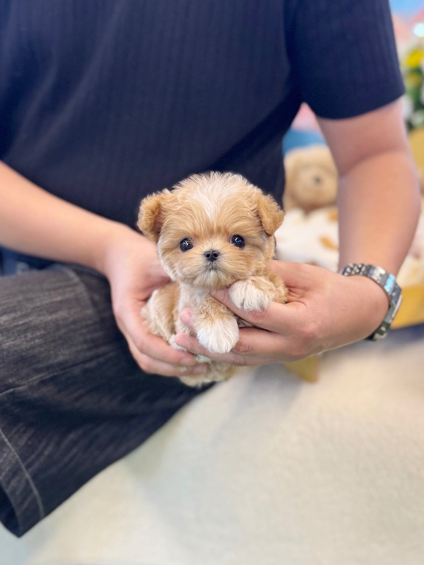Maltipoo - Dede(Male) - Beautiful puppy teacup puppy with adorable features available for adoption from Velydog