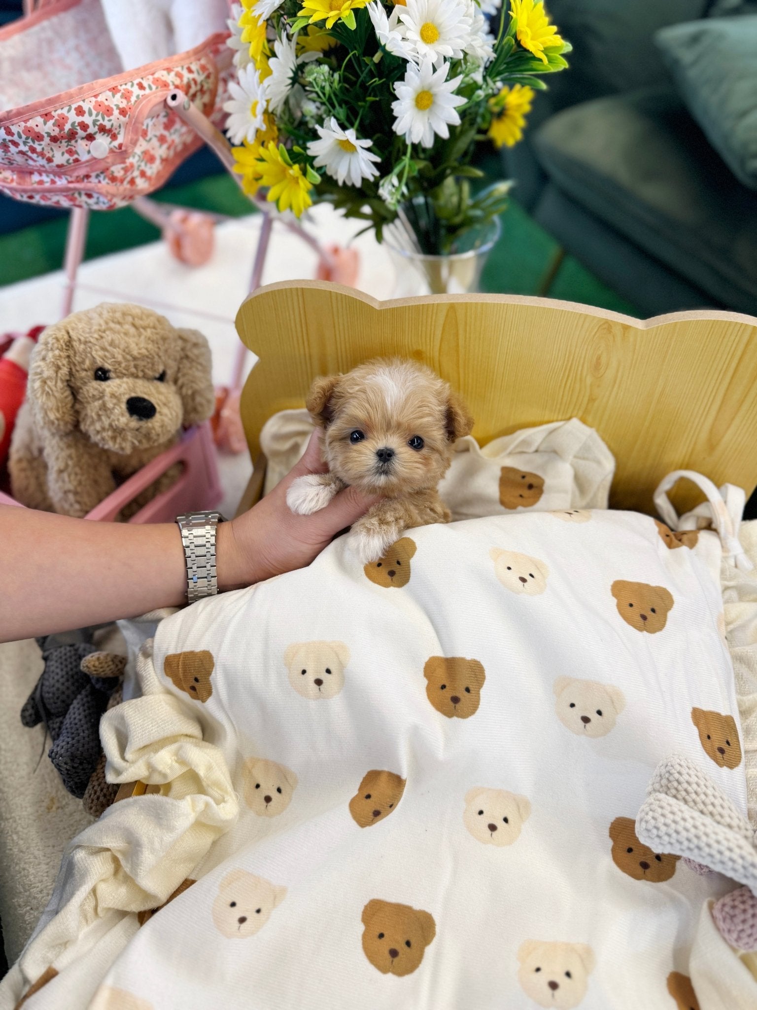 Maltipoo - Dede(Male) - Beautiful puppy teacup puppy with adorable features available for adoption from Velydog