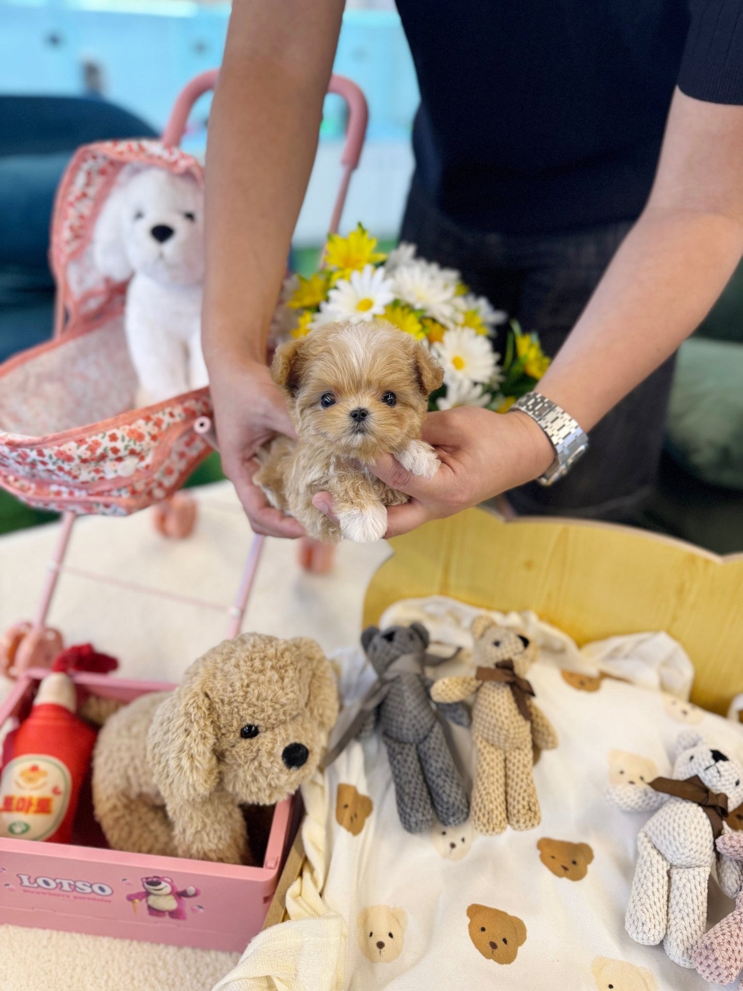 Maltipoo - Dede(Male) - Beautiful puppy teacup puppy with adorable features available for adoption from Velydog