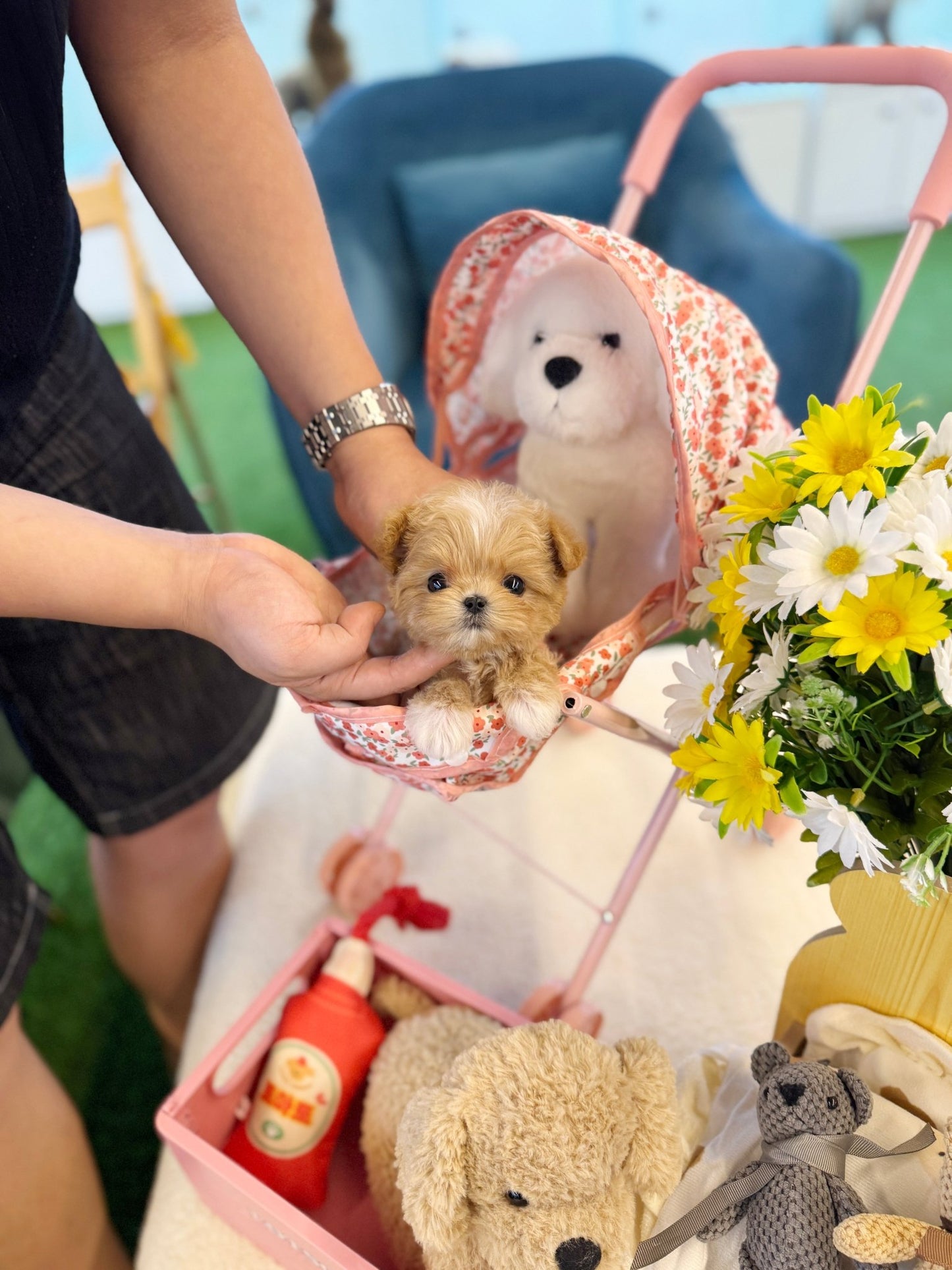 Maltipoo - Dede(Male) - Beautiful puppy teacup puppy with adorable features available for adoption from Velydog