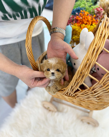 Maltipoo - Diana(Female) - Beautiful puppy teacup puppy with adorable features available for adoption from Velydog