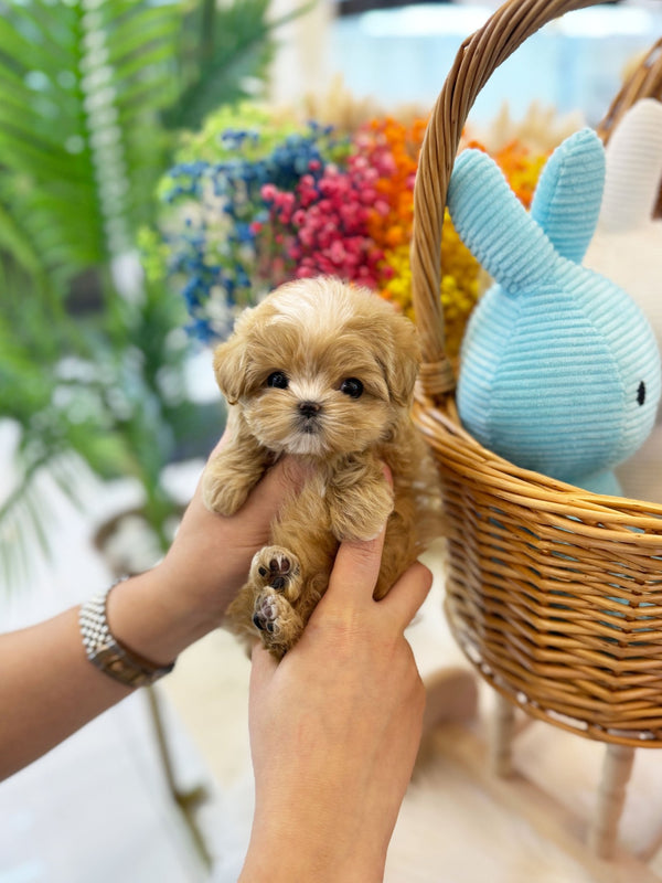 Maltipoo - Diana(Female) - Beautiful puppy teacup puppy with adorable features available for adoption from Velydog