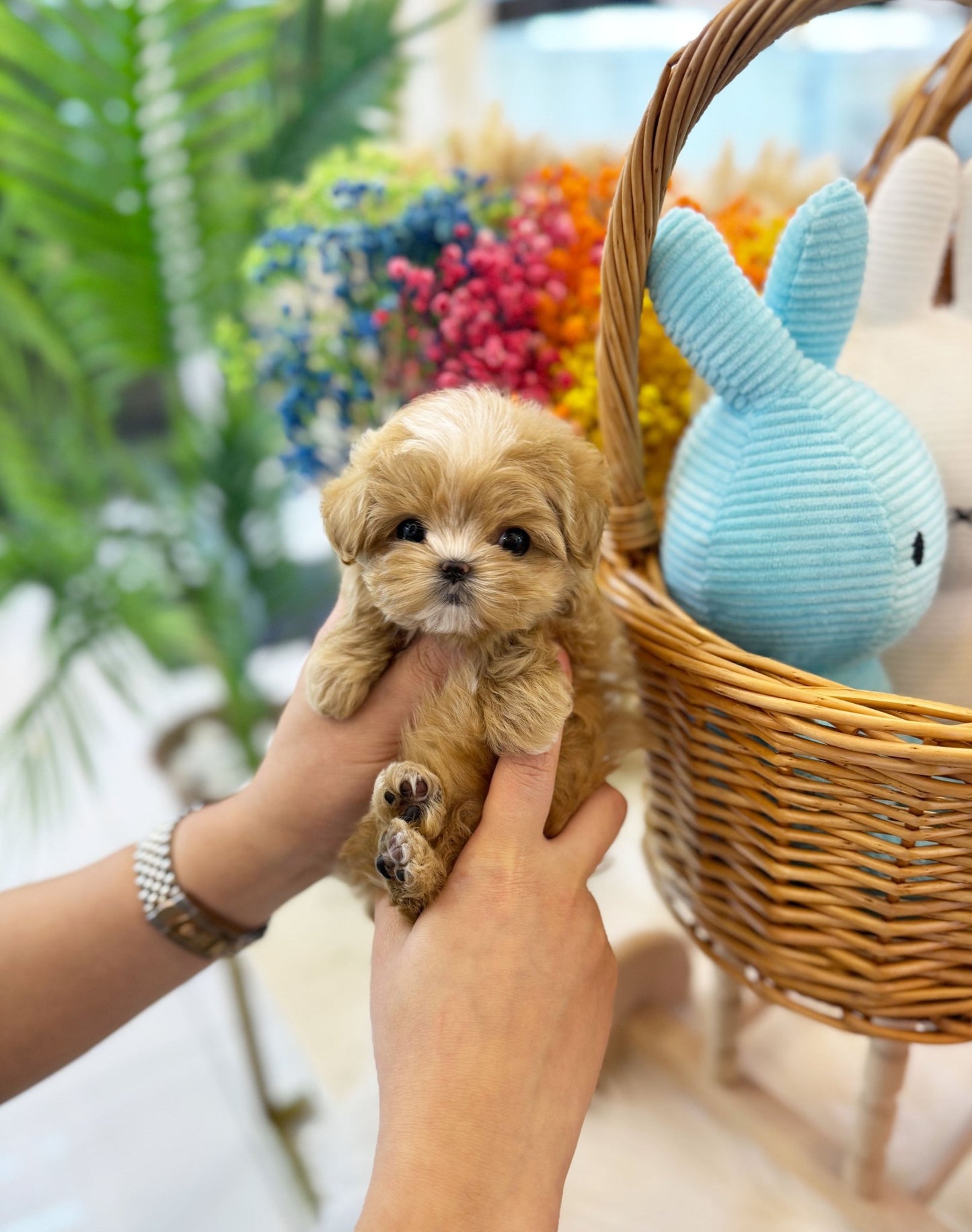 Maltipoo - Diana(Female) - Beautiful puppy teacup puppy with adorable features available for adoption from Velydog