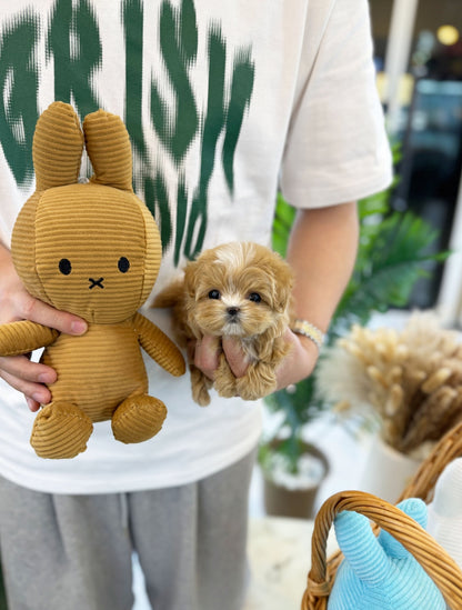 Maltipoo - Diana(Female) - Beautiful puppy teacup puppy with adorable features available for adoption from Velydog