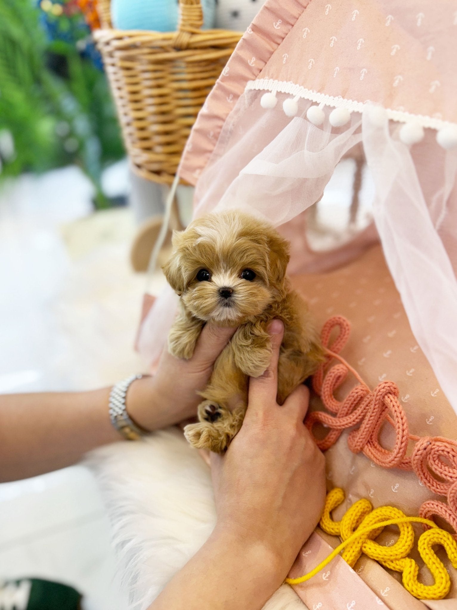 Maltipoo - Diana(Female) - Beautiful puppy teacup puppy with adorable features available for adoption from Velydog