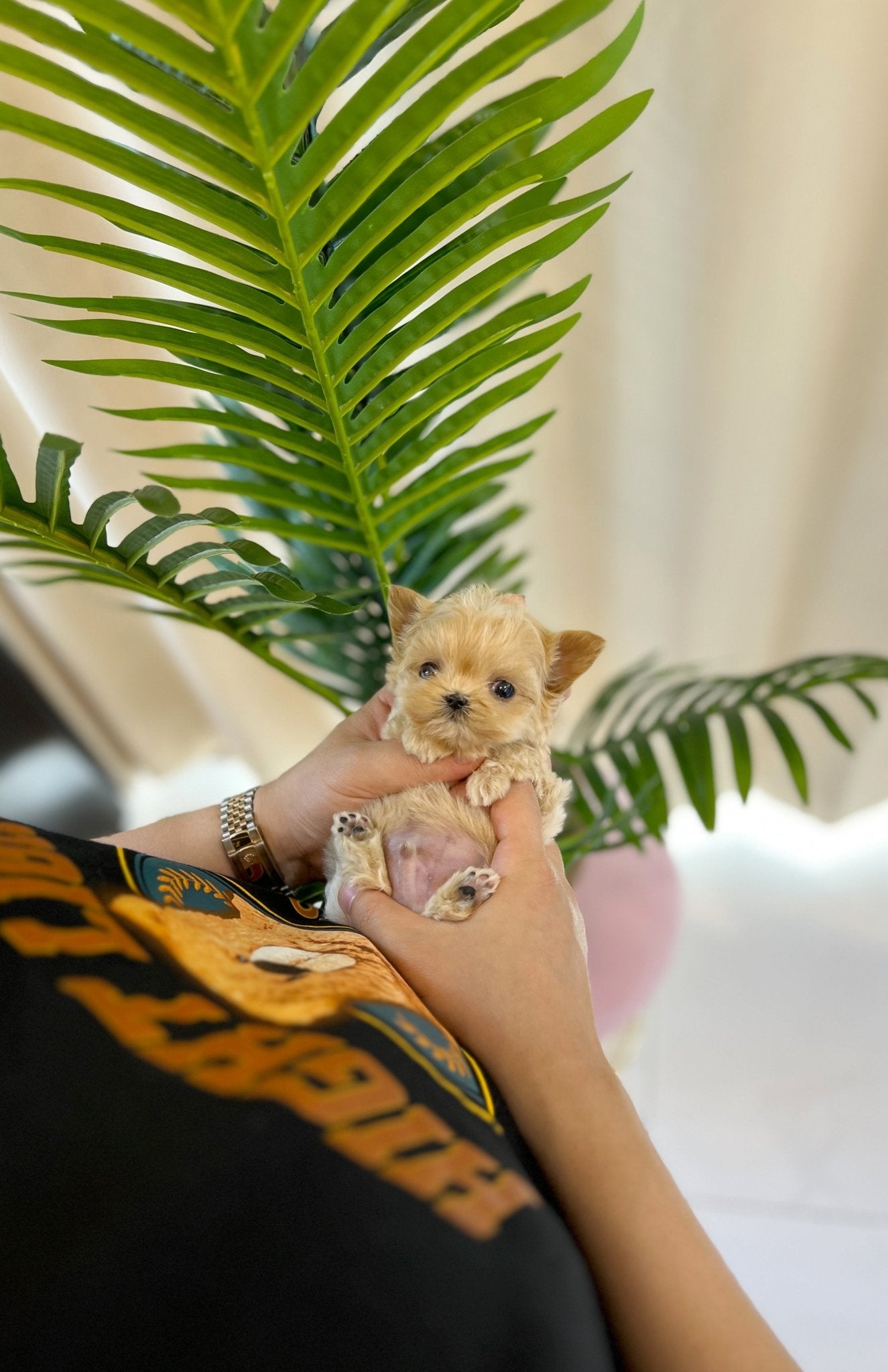 Maltipoo - Diro(Male) - Beautiful puppy teacup puppy with adorable features available for adoption from Velydog