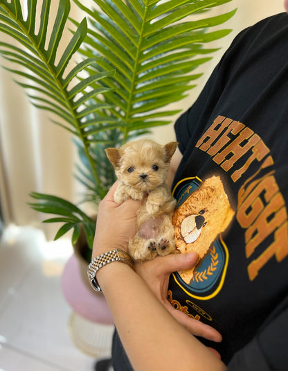 Maltipoo - Diro(Male) - Beautiful puppy teacup puppy with adorable features available for adoption from Velydog