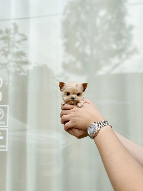 Maltipoo - Diro(Male) - Beautiful puppy teacup puppy with adorable features available for adoption from Velydog