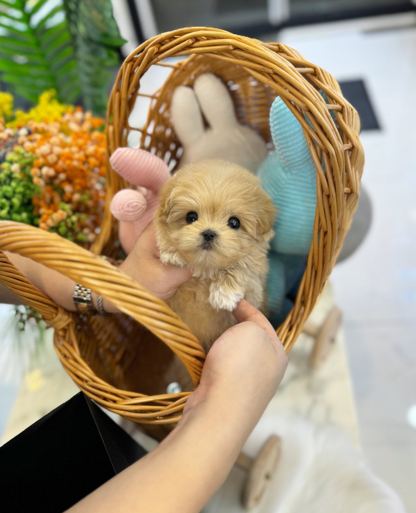 Maltipoo - Divo(Male) - Beautiful puppy teacup puppy with adorable features available for adoption from Velydog