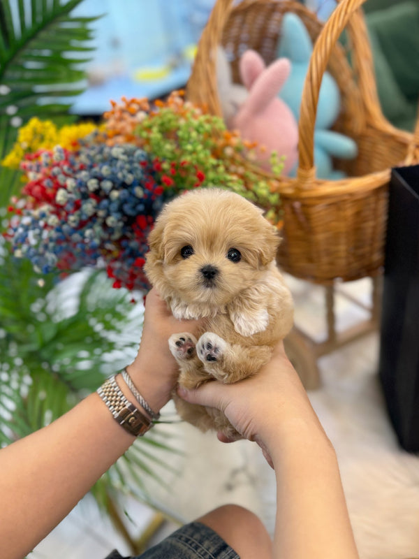 Maltipoo - Divo(Male) - Beautiful puppy teacup puppy with adorable features available for adoption from Velydog