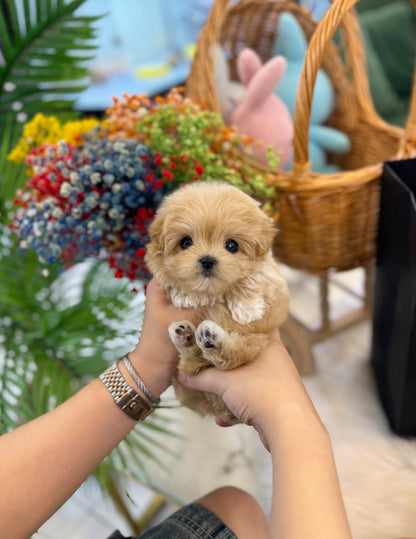 Maltipoo - Divo(Male) - Beautiful puppy teacup puppy with adorable features available for adoption from Velydog