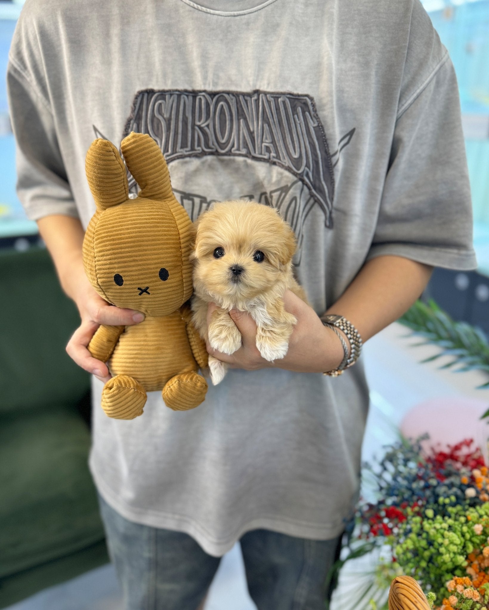 Maltipoo - Divo(Male) - Beautiful puppy teacup puppy with adorable features available for adoption from Velydog