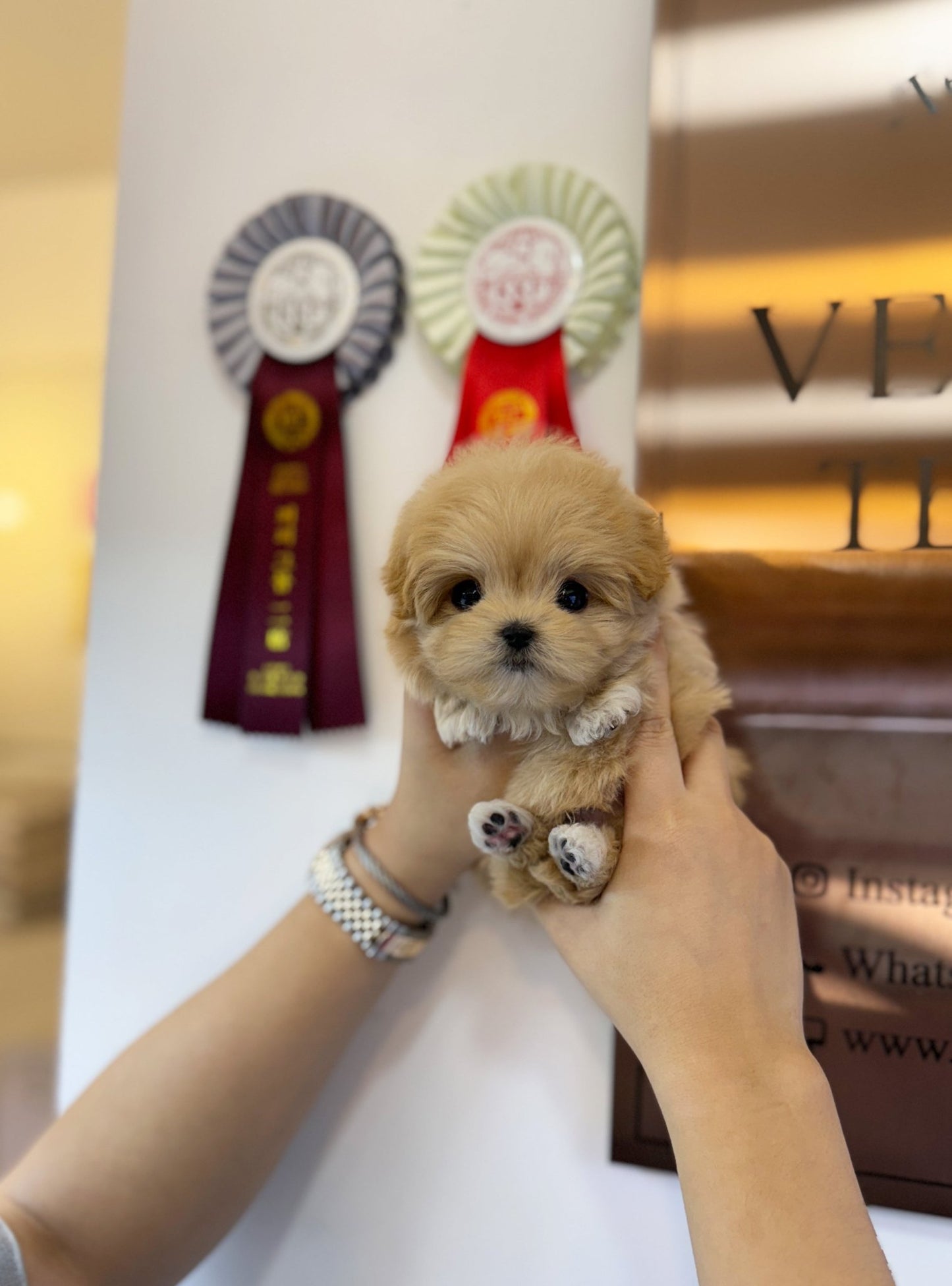 Maltipoo - Divo(Male) - Beautiful puppy teacup puppy with adorable features available for adoption from Velydog