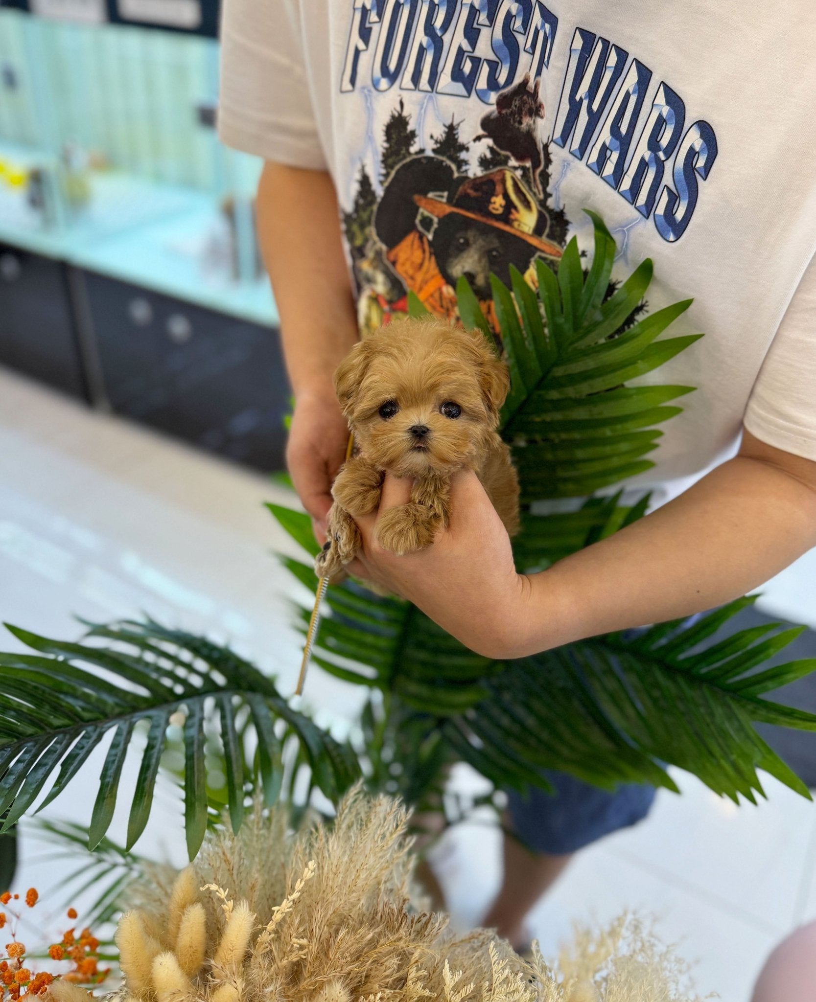 Maltipoo - Dixie(Male) - Beautiful puppy teacup puppy with adorable features available for adoption from Velydog