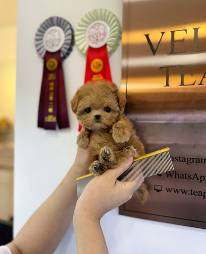 Maltipoo - Dixie(Male) - Beautiful puppy teacup puppy with adorable features available for adoption from Velydog