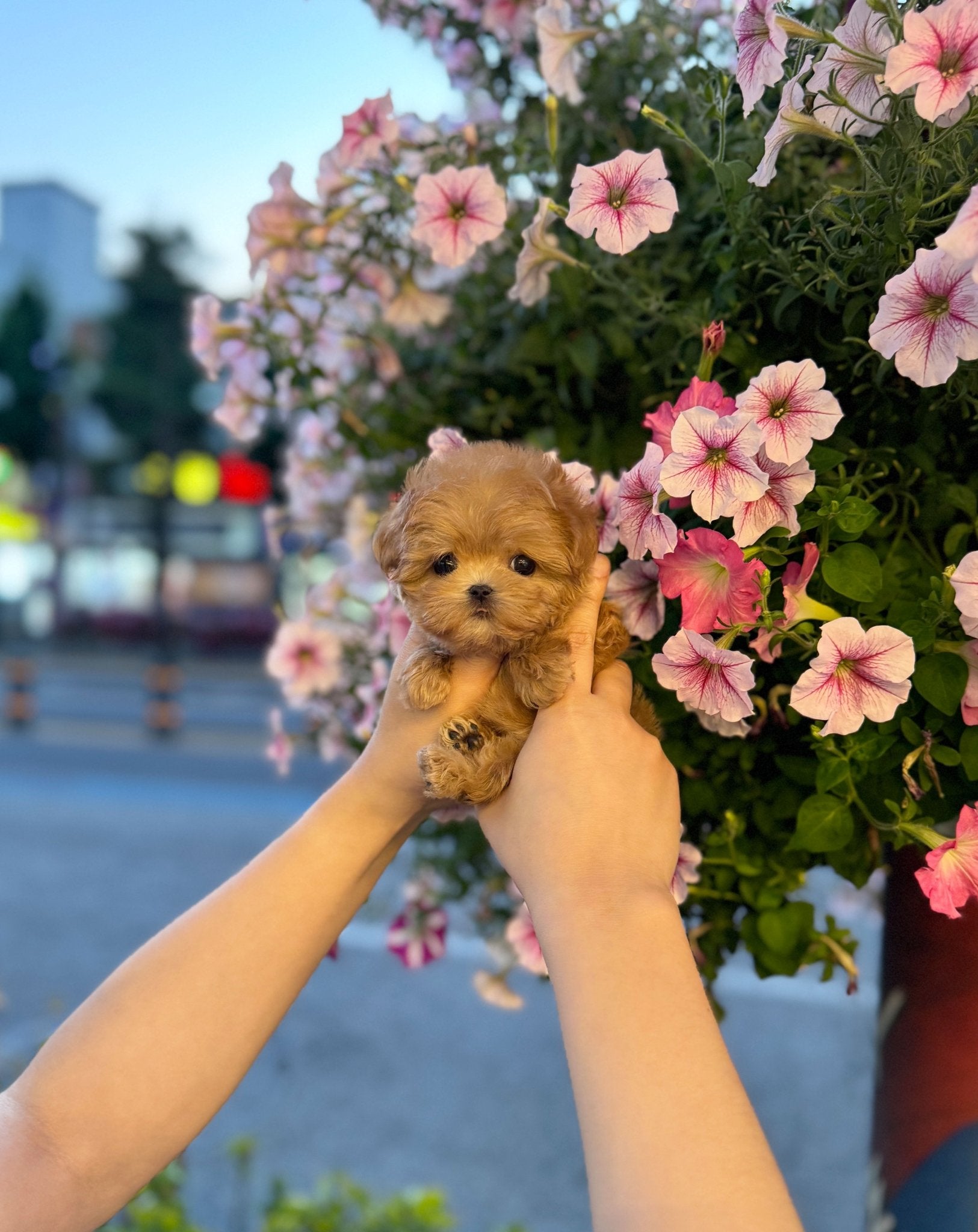 Maltipoo - Dixie(Male) - Beautiful puppy teacup puppy with adorable features available for adoption from Velydog