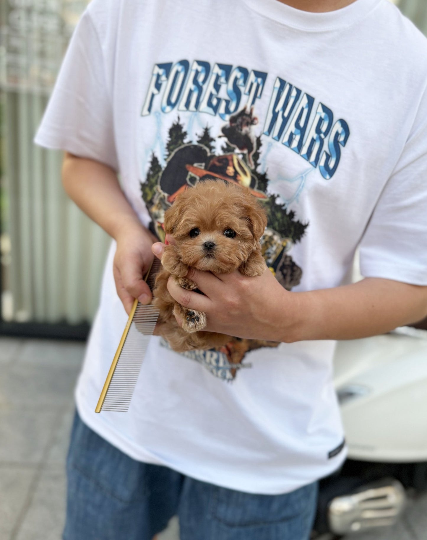 Maltipoo - Dixie(Male) - Beautiful puppy teacup puppy with adorable features available for adoption from Velydog