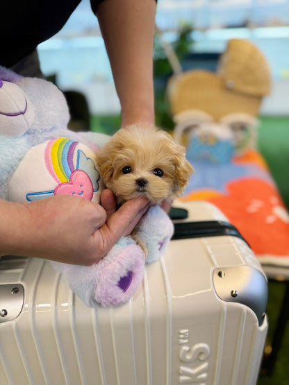 Maltipoo - Doki(Female) - Beautiful puppy teacup puppy with adorable features available for adoption from Velydog