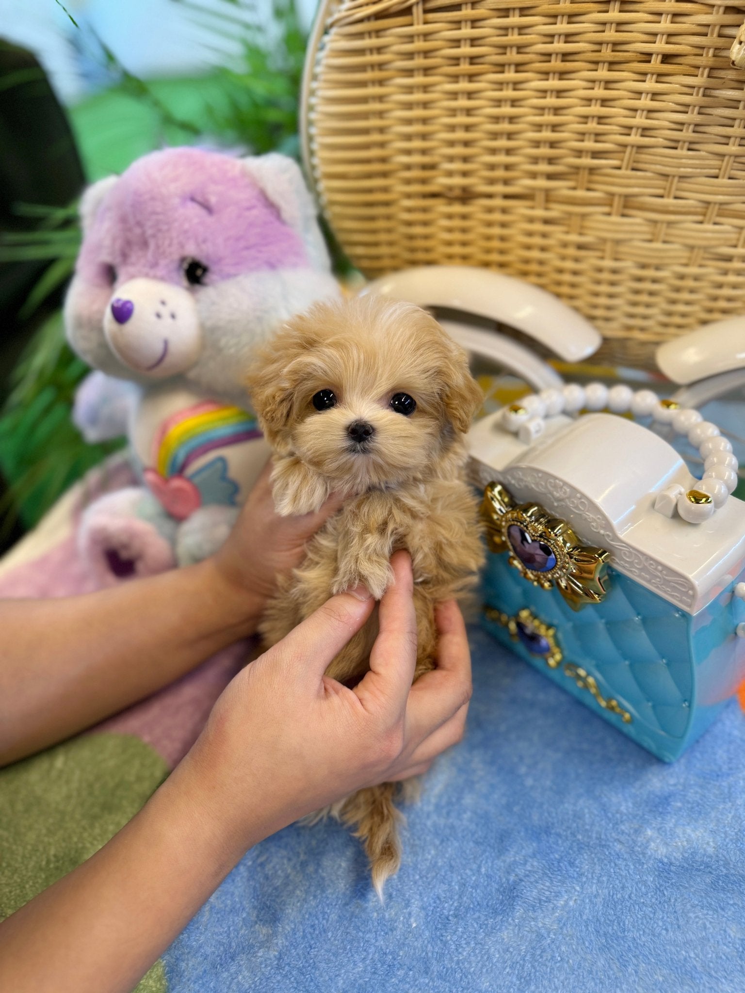 Maltipoo - Doki(Female) - Beautiful puppy teacup puppy with adorable features available for adoption from Velydog