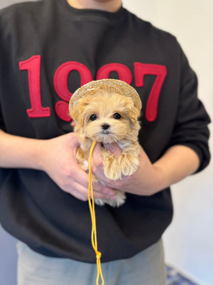 Maltipoo - Doki(Female) - Beautiful puppy teacup puppy with adorable features available for adoption from Velydog