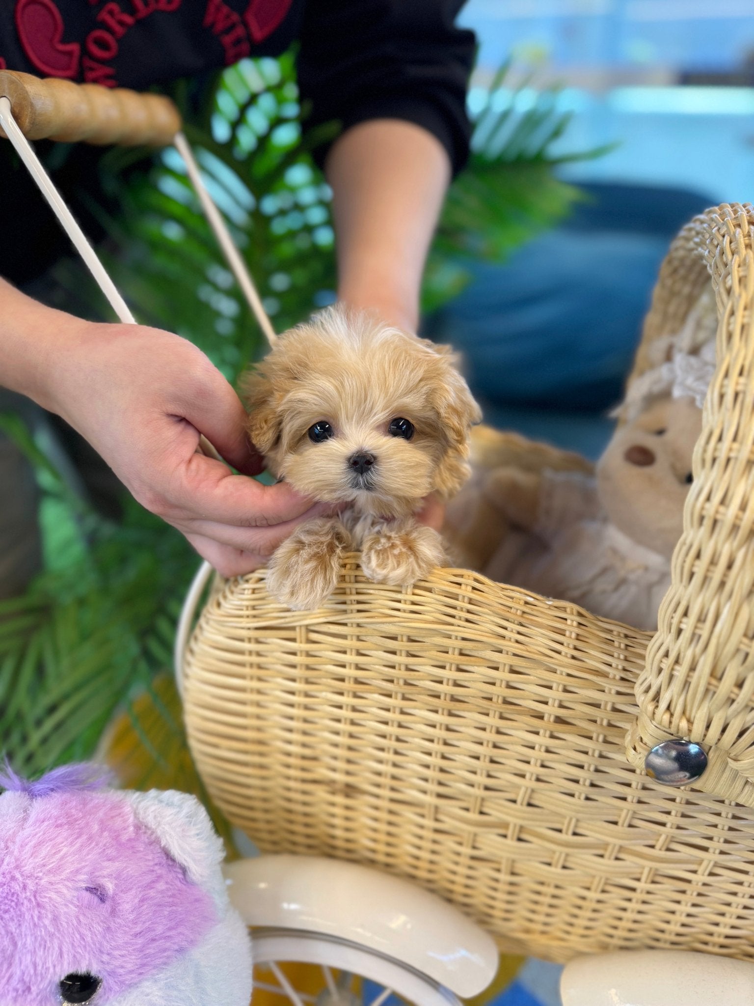 Maltipoo - Doki(Female) - Beautiful puppy teacup puppy with adorable features available for adoption from Velydog