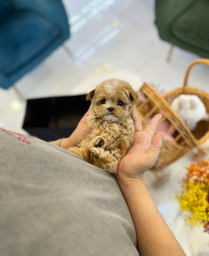 Maltipoo - Doldol(Male) - Beautiful puppy teacup puppy with adorable features available for adoption from Velydog