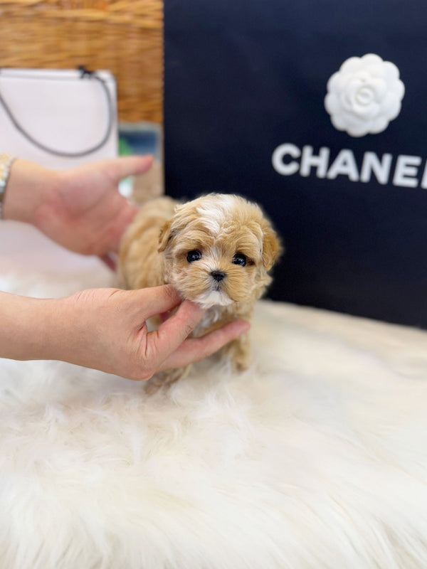 Maltipoo - Doldol(Male) - Beautiful puppy teacup puppy with adorable features available for adoption from Velydog