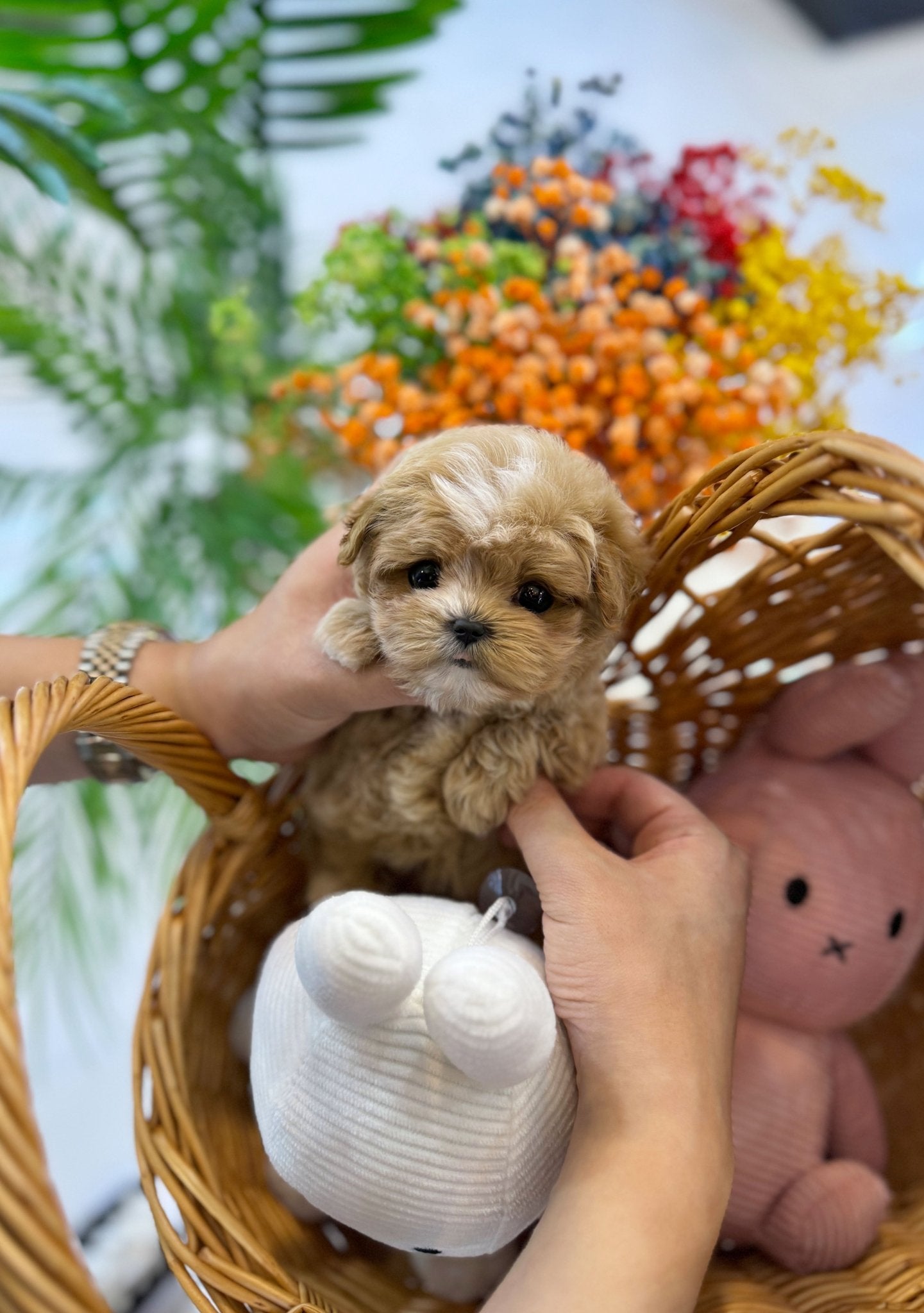 Maltipoo - Doldol(Male) - Beautiful puppy teacup puppy with adorable features available for adoption from Velydog