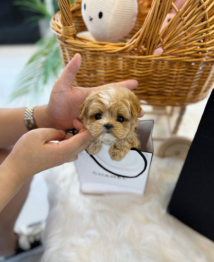 Maltipoo - Doldol(Male) - Beautiful puppy teacup puppy with adorable features available for adoption from Velydog