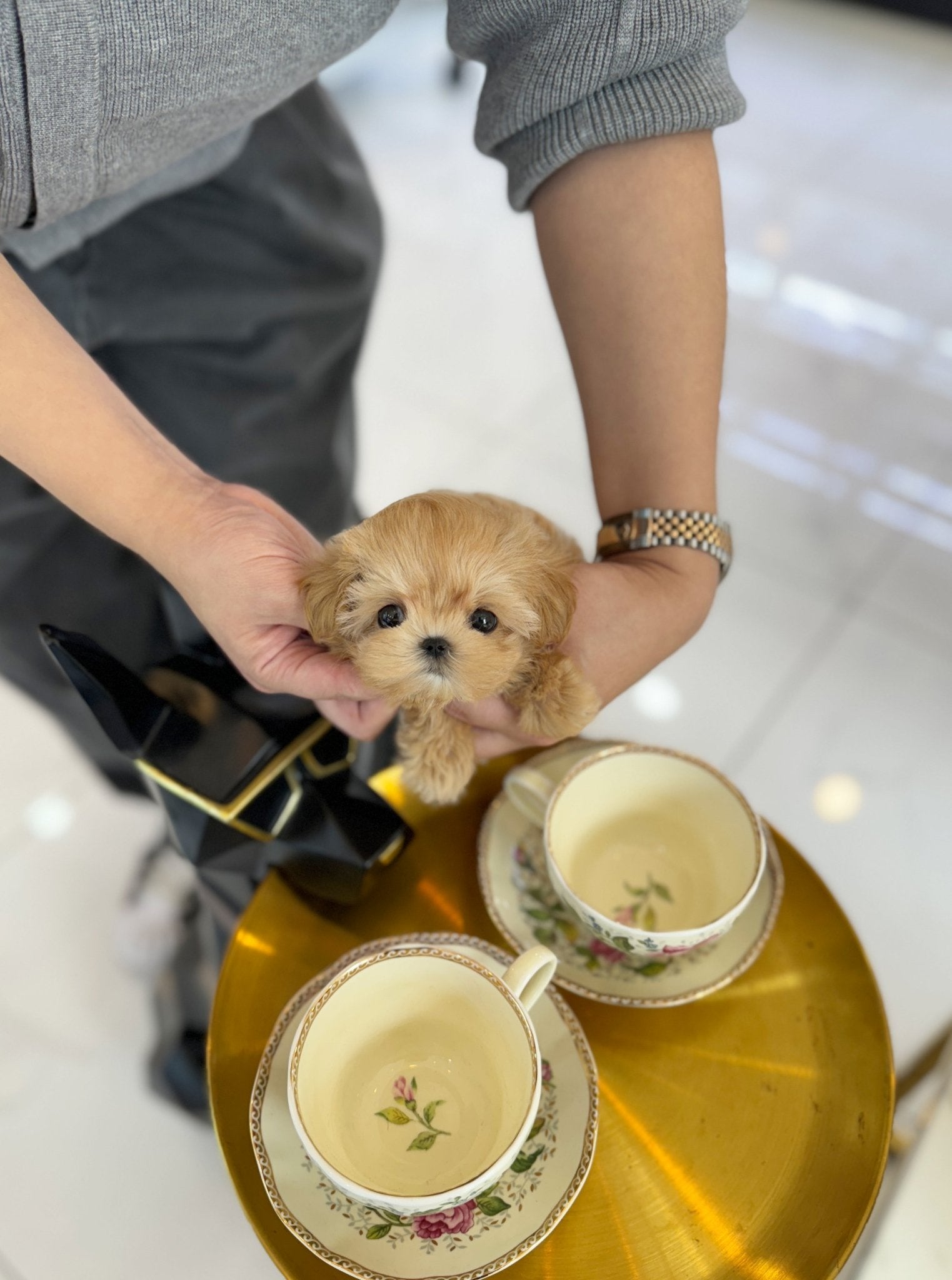 Maltipoo - Doremi(Female) - Beautiful puppy teacup puppy with adorable features available for adoption from Velydog