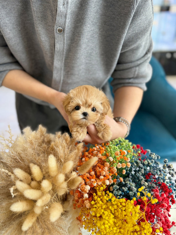Maltipoo - Doremi(Female) - Beautiful puppy teacup puppy with adorable features available for adoption from Velydog