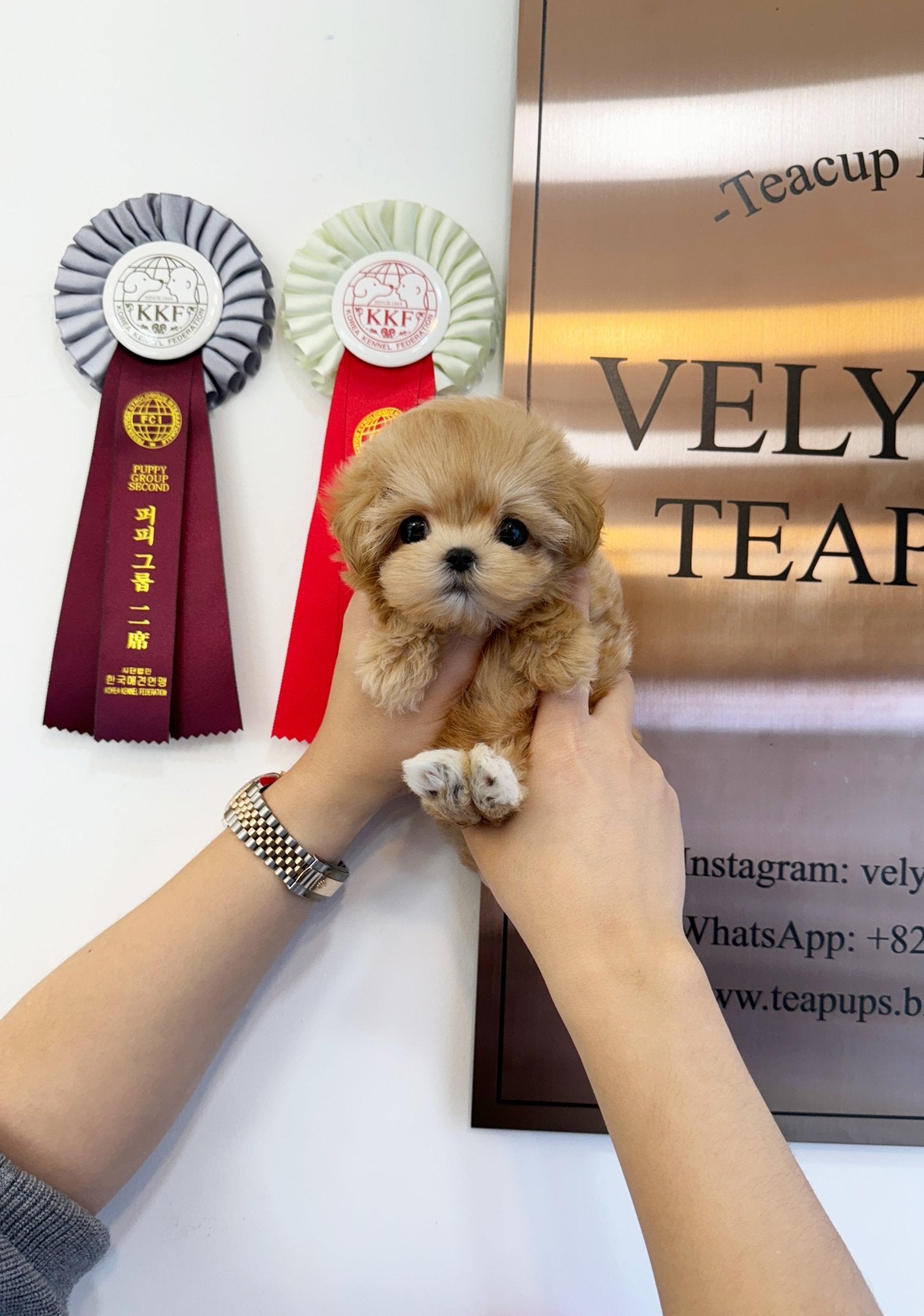 Maltipoo - Doremi(Female) - Beautiful puppy teacup puppy with adorable features available for adoption from Velydog